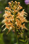 Yellow fringed orchid